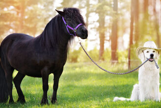 Tierhalterhaftpflichtversicherung